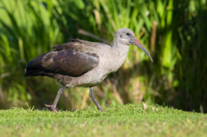 Hadada Ibis (Bostrychia hagedash), side view of an adult standing on the ground, Western Cape, South Africa Hadada Ibis (Bostrychia hagedash), side view of an adult standing on the ground, Western Cape, South Africa